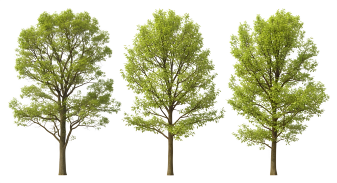 Three deciduous trees, 3d rendered isolated on transparent background