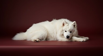 Dog lying on a solid background