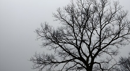 Obraz premium Bare tree, Branches, Silhouette, Silhouette of a Leafless Tree Against a Gray Sky