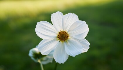 a stunning white flower stands out against a pleasingly blurred green background capturing the essence of natural beauty and simplicity in floral design and photography