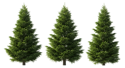 Three evergreen trees 3d rendered isolated on transparent background