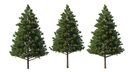 Three evergreen trees 3d rendered isolated on transparent background