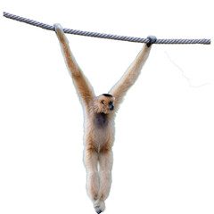 White Cheeked Gibbon or Lar Gibbon isolated on white background