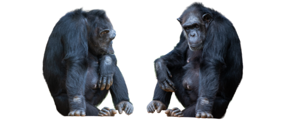 Two chimpanzees sitting together on a white background.