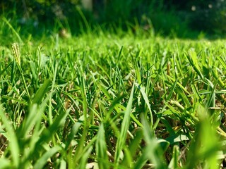 Green Grass Background
