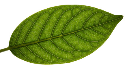 Leaf venation, 3d rendered isolated on transparent background
