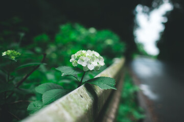 道端でひょっこり咲く花,Flowers blooming by the roadside