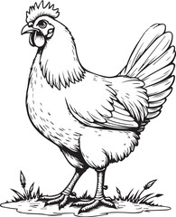 Chicken Illustration: A detailed monochrome illustration of a domestic chicken, showcasing the bird's distinctive features, perched gracefully on a grassy knoll.