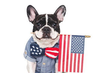 Cute puppy and bow tie with American Flag pattern. Closeup, indoors. Studio shot. Congratulations...