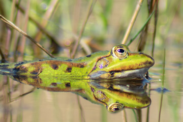 Frosch schaut aus dem Wasser