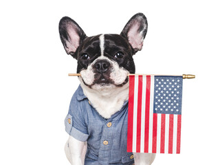 Cute puppy holding American Flag. Closeup, indoors. Studio shot. Congratulations for family, loved...