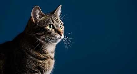Cat, Tabby cat, Feline, Curious Tabby Cat Portrait Against a Dark Blue Background