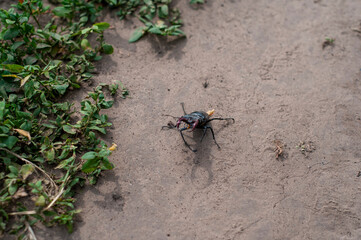 Large Beetle on Ground Near Greenery