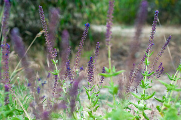 Purple Salvia Flowers in Bloom
