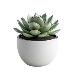 cactus in a pot isolated