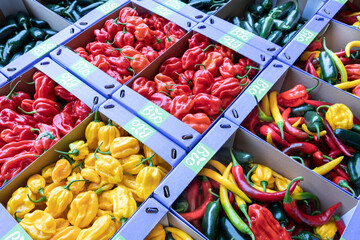 Vele soorten bio pepers in de kleur rood, geel en groen