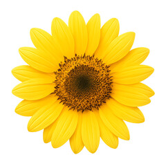 Fototapeta premium Beautiful watercolor flower illustration of sunflower, plumeria, and lily of the valley in artistic botanical style