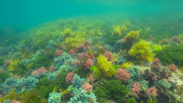 Colorful algae underwater in the Atlantic ocean, natural scene, Spain, Galicia, Rias Baixas, 59.94fps
