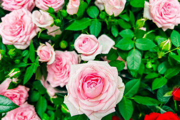 Beautiful pink roses blooming in a lush garden during spring season