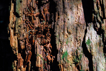 Close up view of textured tree bark revealing natural decay and moisture on a forest trail