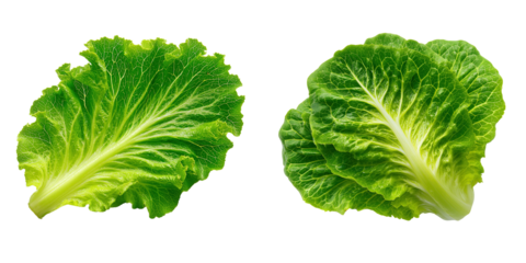 Close-up photography of fresh romaine lettuce harvest in the field
