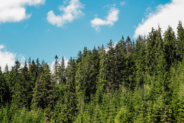 Lush green forest Carpathians under a bright blue sky with scattered clouds in daytime