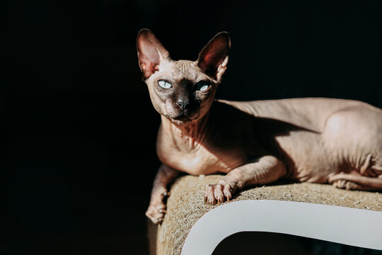 Sphynx cat relaxing on a modern scratching post in a dimly lit room during afternoon light, play of shadow and light