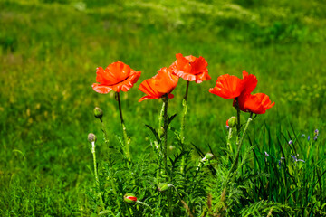 Vibrant red poppies bloom in a green meadow under bright sunshine in spring season