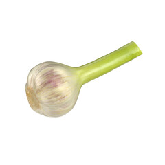 A fresh garlic bulb with a green stem, commonly used as a flavoring in cooking.