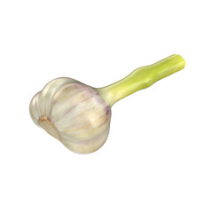 A fresh garlic bulb with a green stem, commonly used in cooking for flavor and health benefits.