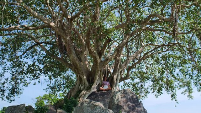 A woman meditates under a massive banyan tree surrounded by nature.