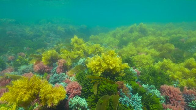 Various colorful algae underwater on the seabed in the Atlantic Ocean, natural scene, Spain, Galicia, Rias Baixas 