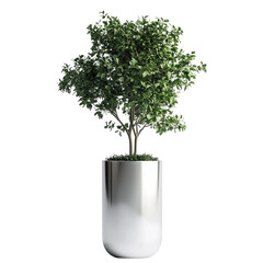 bonsai tree isolated on white