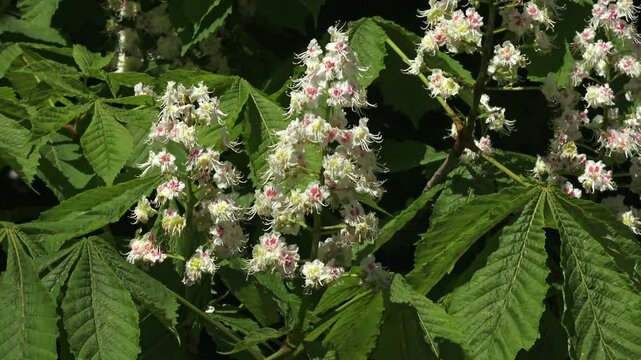 Common horse chestnut with insects in the wind