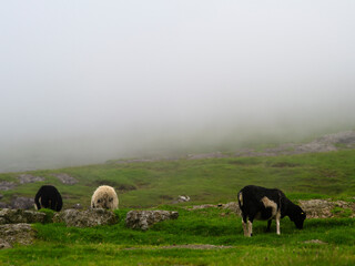 Sheep in a field in the Faroe islands