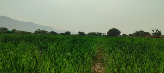 Expansive green crops, possibly wheat or barley, growing in a peaceful agricultural field. The...