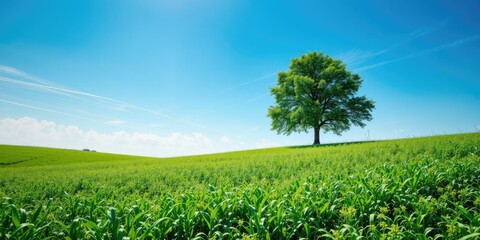 Majestic Tree Stands Alone in Verdant Field Against Azure Sky