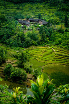 Rice terraces in China