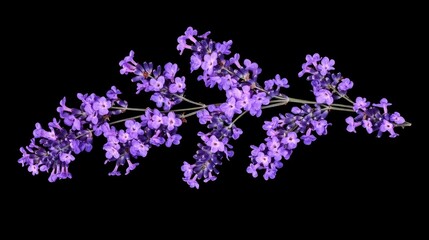 Fresh lavender purple flowers isolated on black, top view