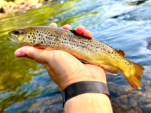 Flyfishing for brown trout