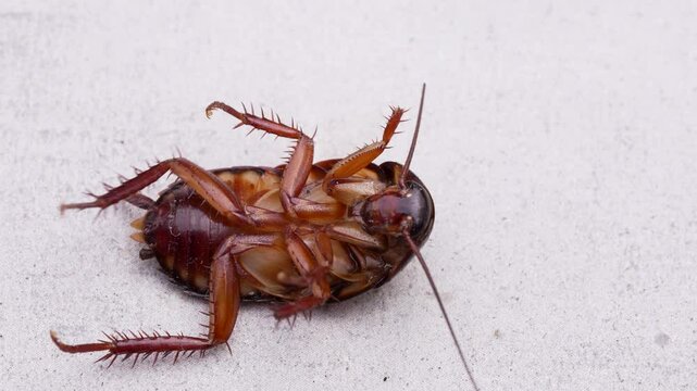 Cockroaches are vectors of disease.