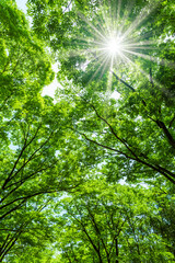 新緑の木と木漏れ日