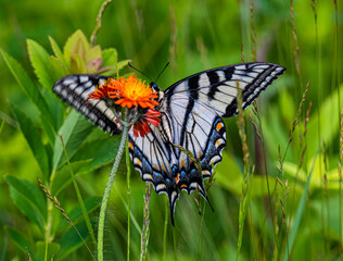 Tiger swallowtail butterfly on a flower
