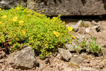 Potentilla Eriocarpa plant in Saint Gallen in Switzerland 13.6.25
