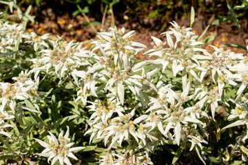 Leontopodium Himalayanum plant in Saint Gallen in Switzerland 13.6.25