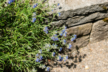 Moltkia Coerulea plant in Saint Gallen in Switzerland 13.6.25