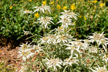 Leontopodium Himalayanum plant in Saint Gallen in Switzerland 13.6.25