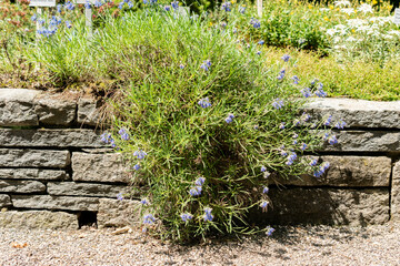 Moltkia Coerulea plant in Saint Gallen in Switzerland 13.6.25