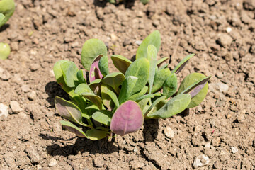 Calandrinia Grandiflora plant in Saint Gallen in Switzerland 13.6.25