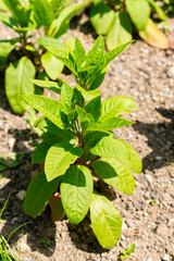 Pokeweed or Phytolacca Americana plant in Saint Gallen in Switzerland 13.6.25